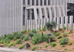 CMF renova espaços verdes do CCIF: talude transformado em jardim